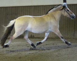 Zuchtstute Klosterhof's Jarle Baroness (Fjordpferd, 2011, von Stedjeblakken)