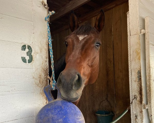 horse Cody´s Wish xx (Thoroughbred, 2018, from Curlin xx)