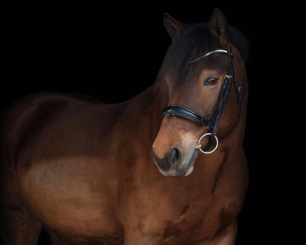 dressage horse Be My Bony (Czech Warmblood, 2015)