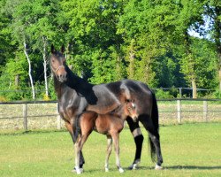 broodmare Clementine 60 (Westphalian, 2012, from Contendro I)