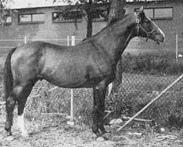 stallion Doruto (Trakehner, 1962, from Komet)