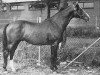 stallion Doruto (Trakehner, 1962, from Komet)