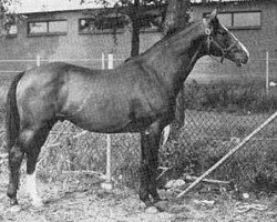 Deckhengst Doruto (Trakehner, 1962, von Komet 511)