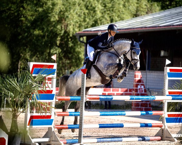 jumper Chaccuna S (German Sport Horse, 2017, from Chacoon Blue)