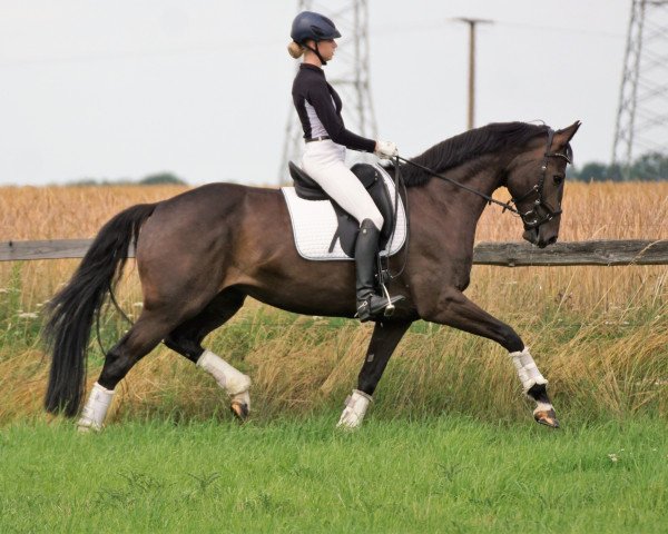 Springpferd Dandara (Hannoveraner, 2016, von Dante Weltino Old)