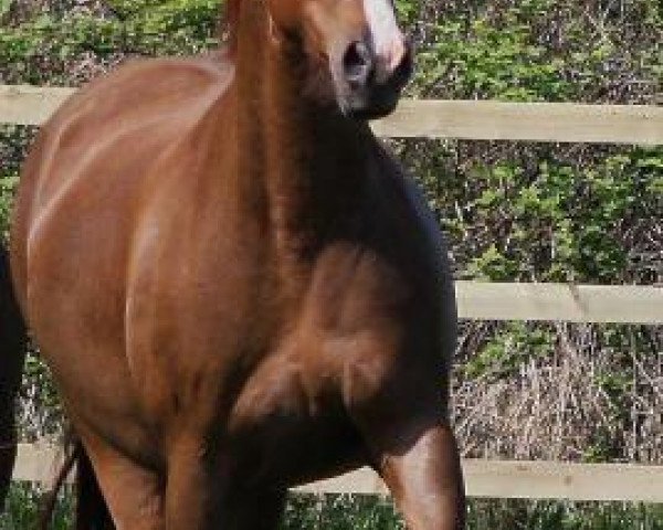 broodmare Dancing Queen (Oldenburg, 1999, from Dornenkönig)