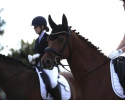 dressage horse London's Lizzy (Hanoverian, 2014, from Londontime)