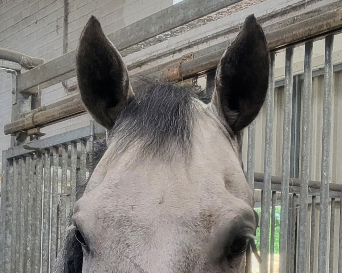 dressage horse Cafè oder Tee (Westphalian, 2016, from Cassilano's Stern)