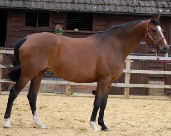 broodmare Labamba (Hanoverian, 1997, from Lauries Crusador xx)