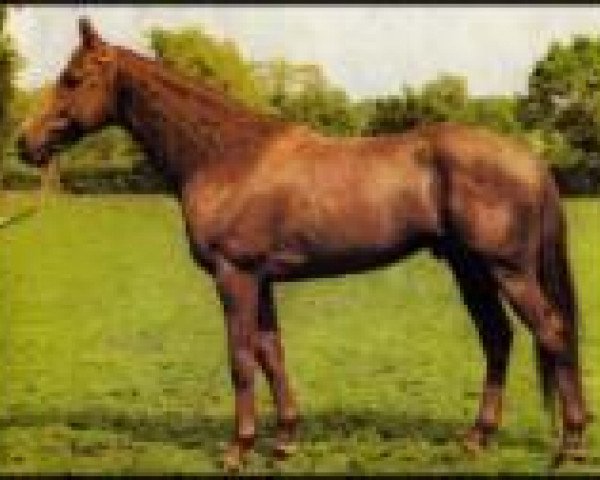 stallion Mys xx (Thoroughbred, 1980, from Flying Star xx)