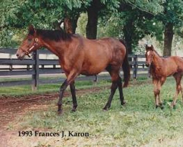 broodmare Tree Of Knowledge xx (Thoroughbred, 1977, from Sassafras xx)