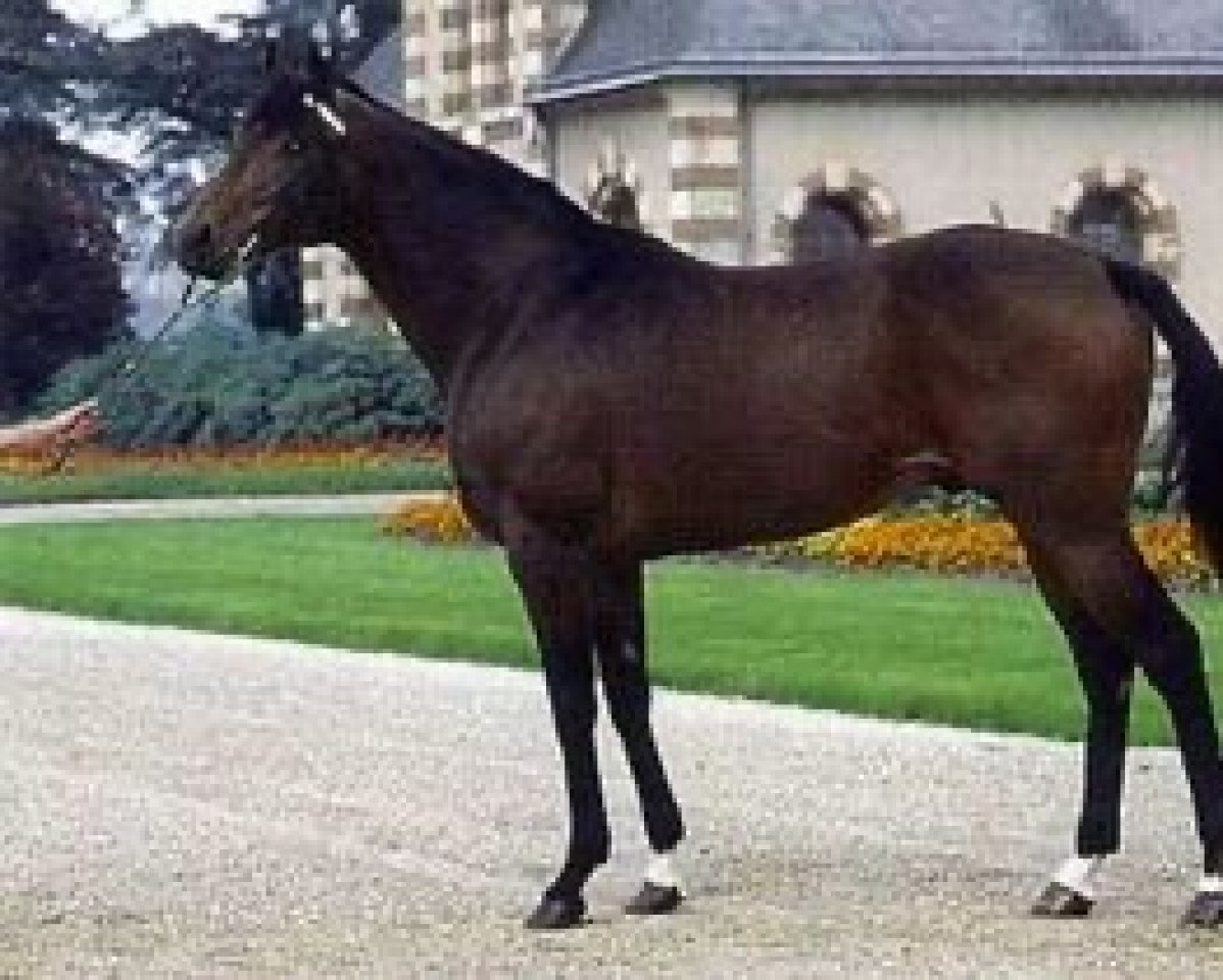 stallion Dress Parade xx (Thoroughbred, 1987, from Sadler's Wells xx)