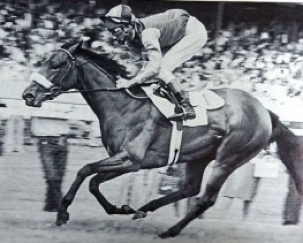 broodmare Amaranda xx (Thoroughbred, 1975, from Bold Lad xx)