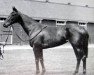 broodmare Favoletta xx (Thoroughbred, 1968, from Baldric II xx)