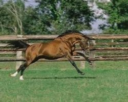 stallion Johann Quatz xx (Thoroughbred, 1989, from Sadler's Wells xx)