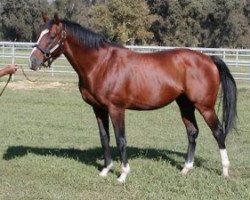 stallion Walter Willy xx (Thoroughbred, 1991, from Sadler's Wells xx)