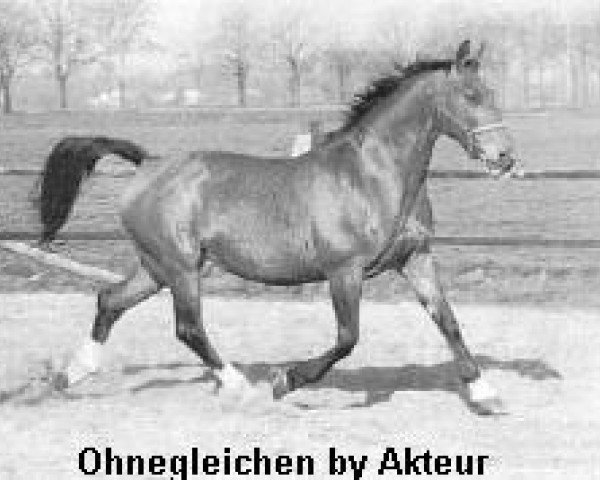 Zuchtstute Ohnegleichen (Koninklijk Warmbloed Paardenstamboek Nederland (KWPN), 1973, von Akteur)
