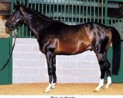 stallion Res Judicata xx (Thoroughbred, 1995, from Rainbow Quest xx)