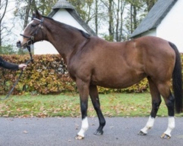 broodmare Pleione xx (Thoroughbred, 2004, from Sadler's Wells xx)