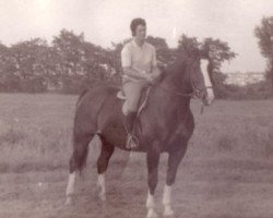 broodmare Jonkvrouw (Groningen, 1959, from Sinaeda)