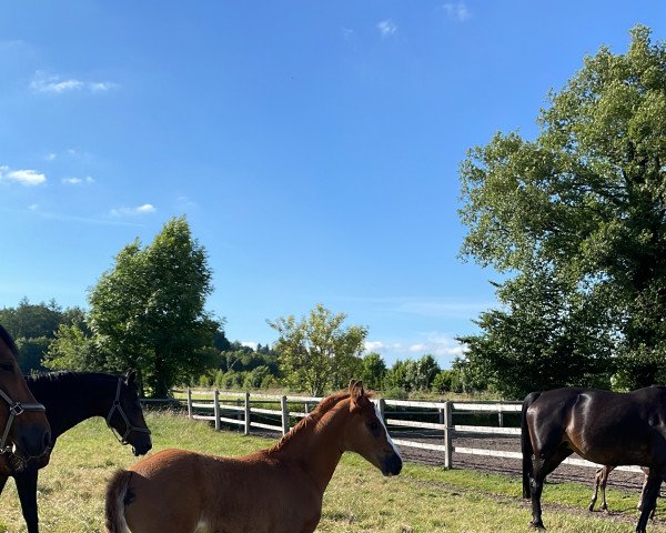 Pferd Quanta (Dänisches Warmblut, 2022, von Quaterback)