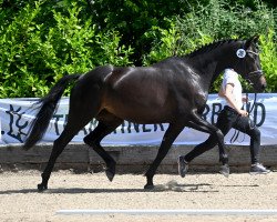 dressage horse Donaupassion (Trakehner, 2018, from Undercover)