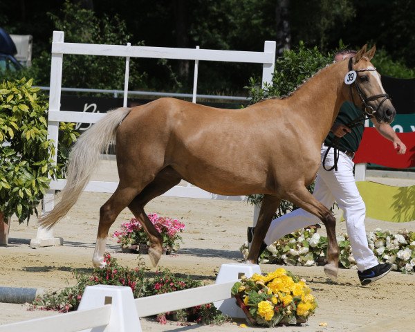 Zuchtstute Carisma (Rheinländer, 2004, von FS Champion de Luxe)