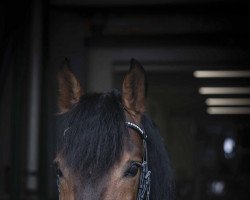 horse Tormento FSR (Pura Raza Espanola (PRE), 2011, from Samaritano IX)