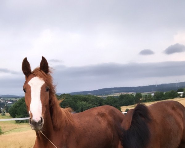 Springpferd Averna Z (Zangersheide Reitpferd, 2021, von Aktion Pur Z)