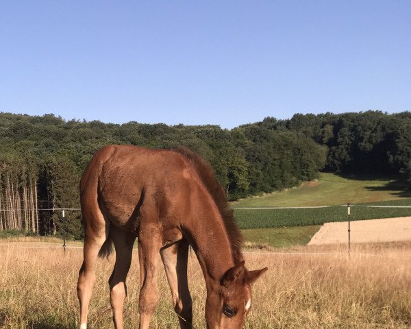 horse Solina Lou HK (German Sport Horse, 2022, from Samico F)