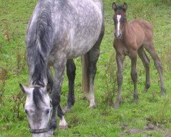 broodmare Noblesse XXIV (Holsteiner, 1998, from Alasca)