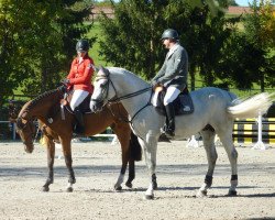 stallion Cowaldsky (Hanoverian, 2006, from Cornet Obolensky)