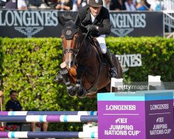 jumper Djoost Again (KWPN (Royal Dutch Sporthorse), 2008, from Cantos)