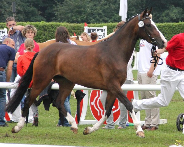 broodmare Vicky (German Riding Pony, 2009, from Vincent)