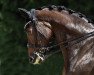 stallion Keltenfuerst (Trakehner, 2009, from Grafenstolz)