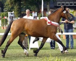 Pferd Bimberg Eirlys (Welsh-Cob (Sek. D), 2009, von Bimberg- Boyo)