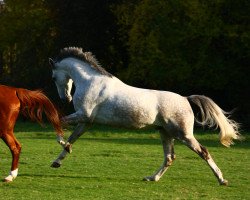 Pferd Enjoymakis (Westfale, 2002, von Ehrenwort)