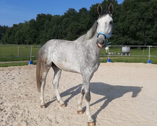 Springpferd Viento Mano (Deutsches Sportpferd, 2018, von Valerio)