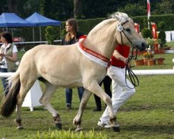 horse Ragna (Fjord Horse, 2009, from Kastanielystens Rasmus)