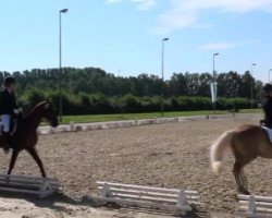 dressage horse San Miguel G (Oldenburg, 2002, from Sunny-Boy)