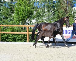 jumper Chandrani (Oldenburg show jumper, 2022, from Cornet de Semilly)