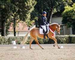 dressage horse Samea (Haflinger, 2017, from Stilton)