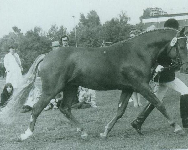 stallion Leonardo (German Riding Pony, 1978, from Landmark)