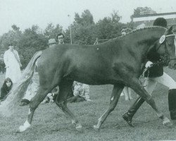 Deckhengst Leonardo (Deutsches Reitpony, 1978, von Landmark)