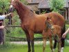 broodmare Barina (KWPN (Royal Dutch Sporthorse), 1983, from Sultan)