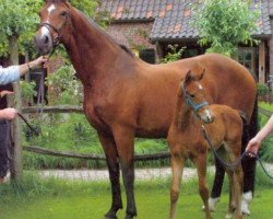 broodmare Barina (KWPN (Royal Dutch Sporthorse), 1983, from Sultan)