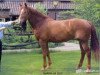 broodmare Narina (KWPN (Royal Dutch Sporthorse), 1995, from Rubinstein I)