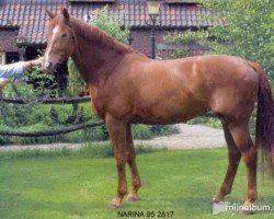 Zuchtstute Narina (KWPN (Niederländisches Warmblut), 1995, von Rubinstein I)