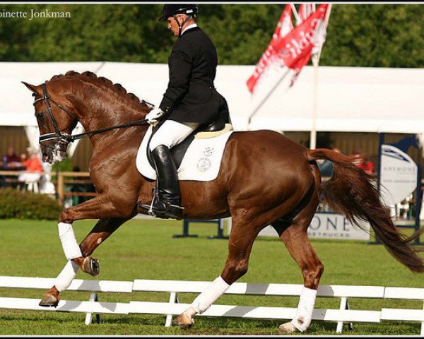 stallion Tolando (Dutch Warmblood, 2000, from Krack C)