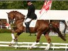stallion Tolando (KWPN (Royal Dutch Sporthorse), 2000, from Krack C)
